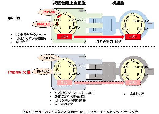 ono-1.png