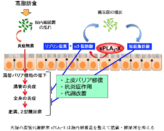 sato-1.png